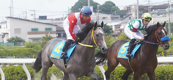 ホワイトジェイド