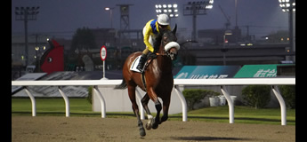 ハネダブライアン