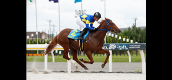 スマトラフレイバー