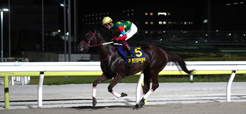 マウンテンローレル