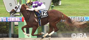 サンライズアムール