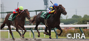 ドンフランキー